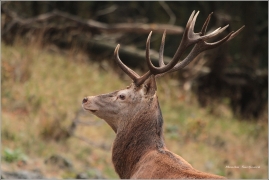 <p>JELEN LESNÍ (Cervus elaphus)</p>